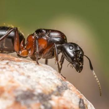 Image for H2 Environmental Pest Management with ID of: 4338209