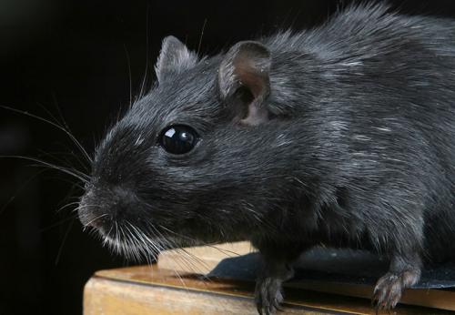 Image for H2 Environmental Pest Management with ID of: 4338211