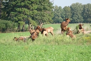Image for Hunt Mill Hollow Ranch with ID of: 4347472