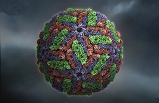 Image for Dengue Virus Antigens with ID of: 4352608
