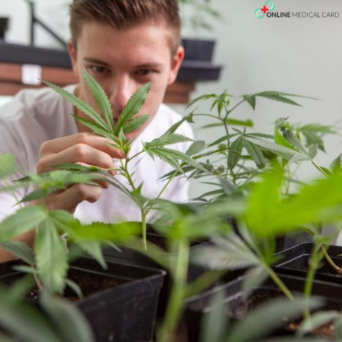 Image for Cannabis Doctor with ID of: 4352801