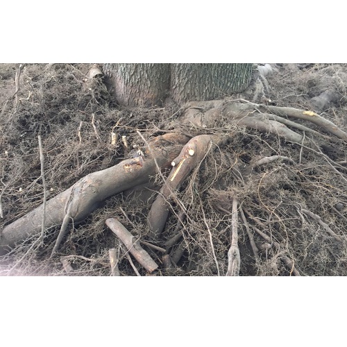 Image for Arbor Experts / SavATree - Tree Service & Lawn Care with ID of: 4365130