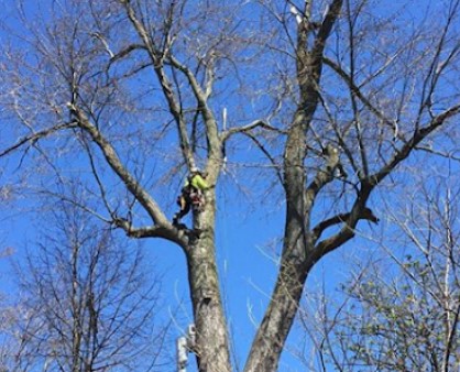 Image for Arborcorp Tree Experts with ID of: 4369348