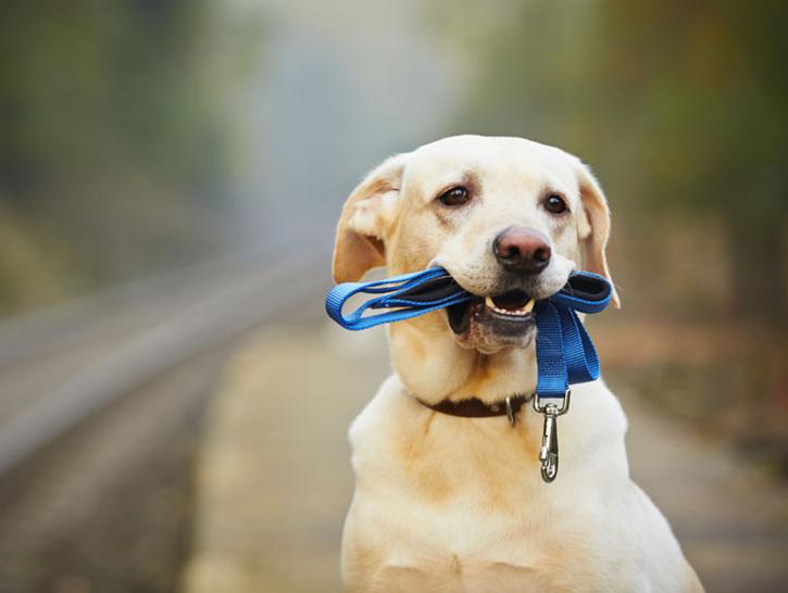 Image for Anthony Jerone Dog Trainer with ID of: 4369356