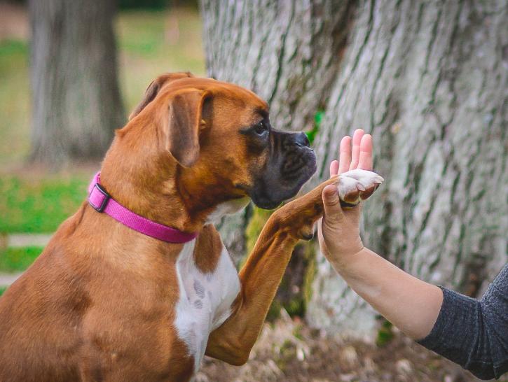 Image for Anthony Jerone Dog Trainer with ID of: 4369358