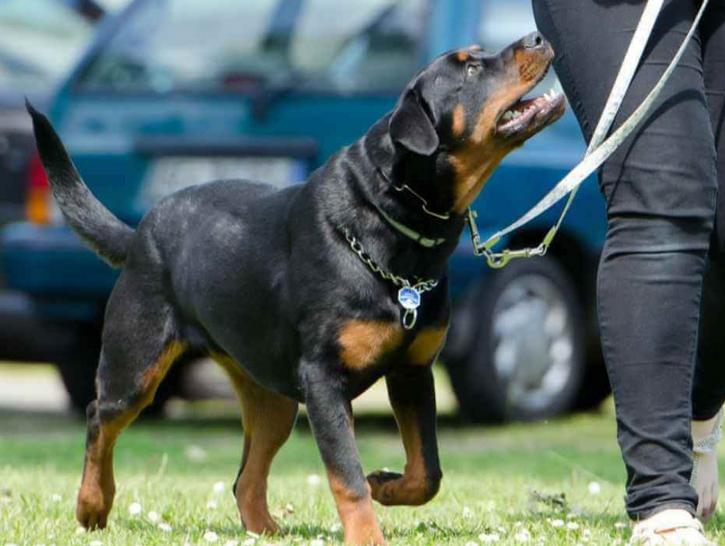 Image for Anthony Jerone Dog Trainer with ID of: 4369359
