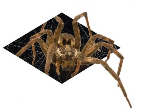 Image for Black Diamond Pest Control with ID of: 4371198