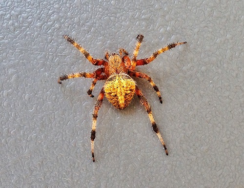 Image for Urbanex Pest Control with ID of: 4373428
