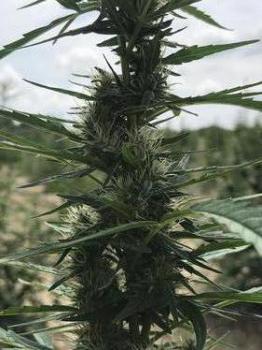 Image for Farm Life Hemp, LLC with ID of: 4380264