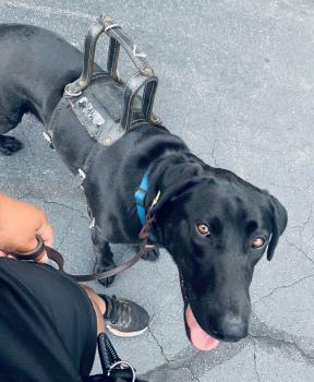 Image for Molina K-9 Training, LLC with ID of: 4390237