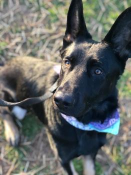 Image for Molina K-9 Training, LLC with ID of: 4390238