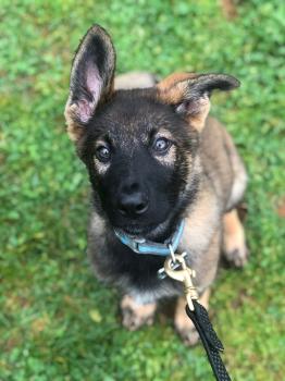 Image for Molina K-9 Training, LLC with ID of: 4390239
