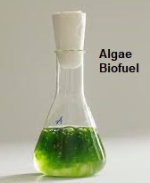 Image for Algae Biofuel Market | World Players Forecast Analysis Till 2025 with ID of: 4398647