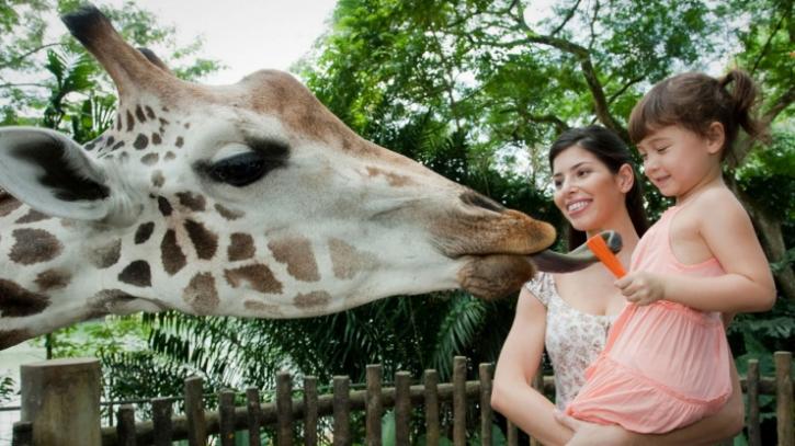 Image for Top 5 Largest Zoos In The US By Animals with ID of: 4398892