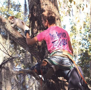 Image for Tampa Tree Service with ID of: 4402141