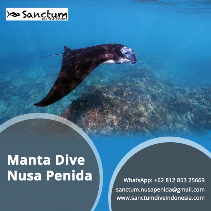 Image for Manta Dive Nusa Penida with ID of: 4402490