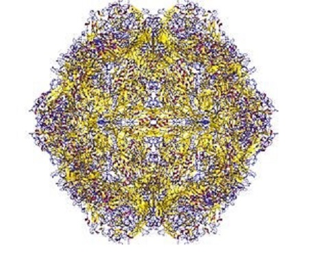 Image for Parvovirus Antigens with ID of: 4404347