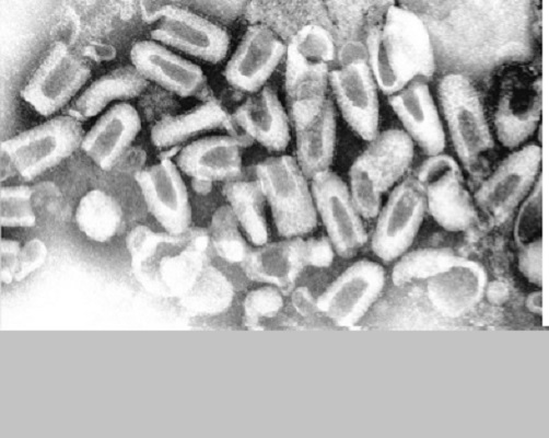 Image for Rabies Virus Antigens with ID of: 4404358