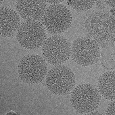 Image for RVFV Antigens with ID of: 4404367