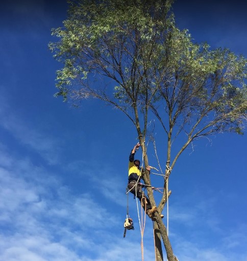 Image for Ace's Tree & Garden Service with ID of: 4415288