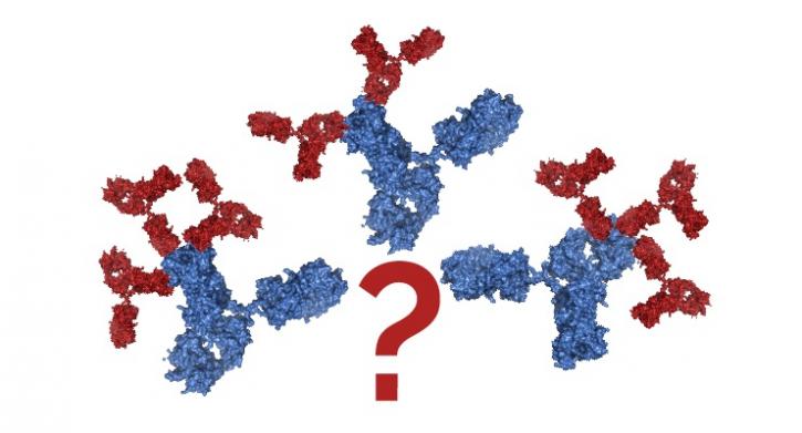 Image for rabbit antibodies with ID of: 4430577