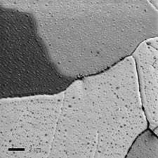 Image for Helium Ion Microscopes Market | World Players Forecast Analysis Till 2025 with ID of: 4435776