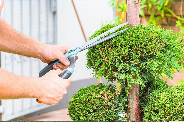 Image for New Creation Tree Service-Tree Trimming Upper Marlboro MD with ID of: 4460862