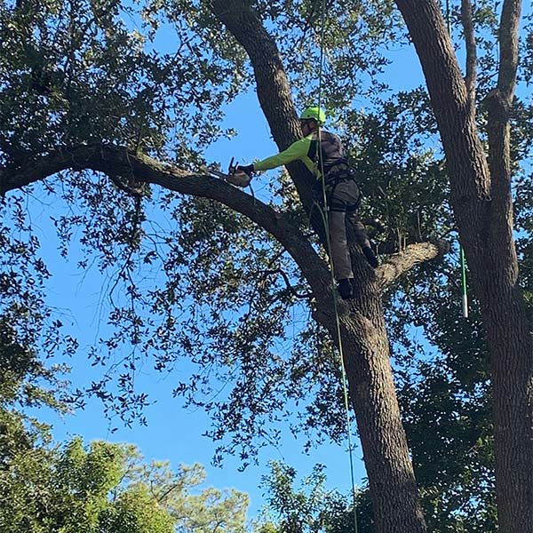 Image for Connor Tree Service, LLC with ID of: 4464723