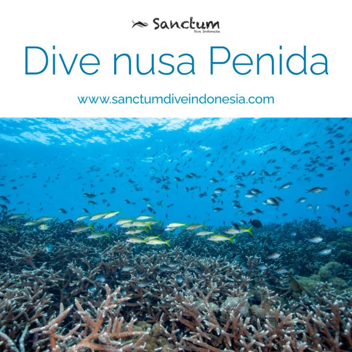 Image for Dive Nusa Penida with ID of: 4470185
