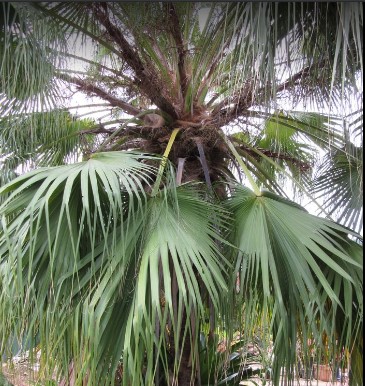 Image for Jay & S Tree and Garden Services with ID of: 4474975