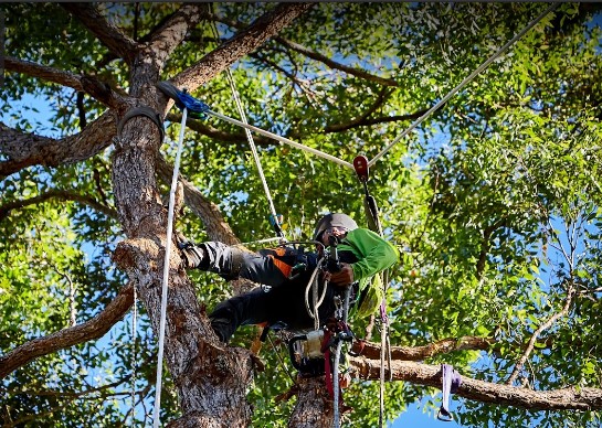 Image for Arborclimb Sunshine Coast with ID of: 4477298