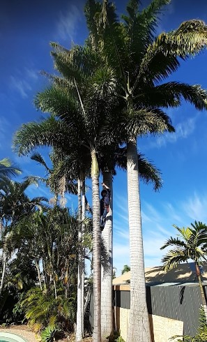 Image for Luke's Tree Services with ID of: 4479081