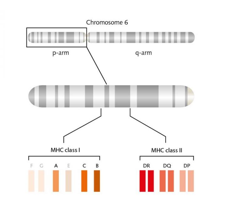 Image for Human Leukocyte Antigen Testing Market Status & Supply Demand | Industry Forecast Report To, 2025 with ID of: 4483028