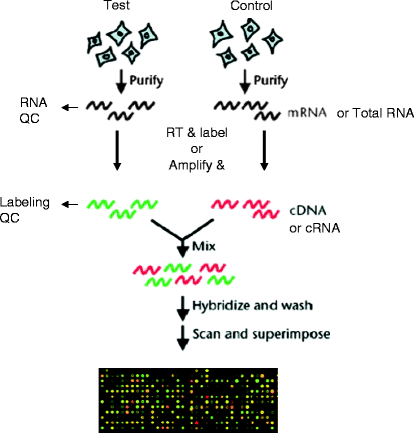 Image for RNA Microarray Market Growth By Manufacturers, Types And Application, Forecast To 2025 with ID of: 4489620