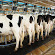 Image for Delmer Group with ID of: 4507852