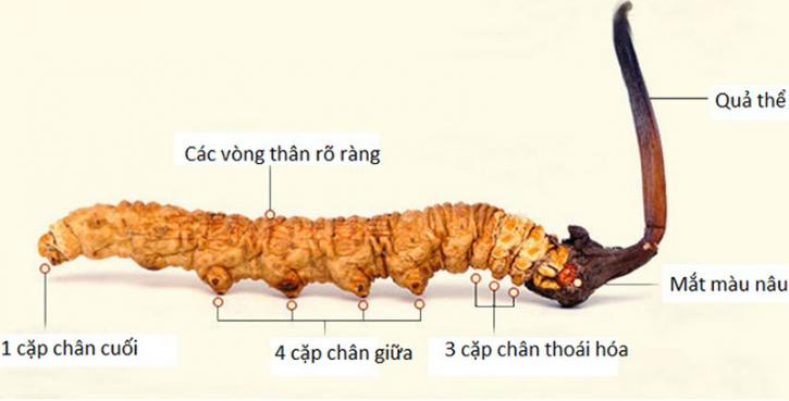 Image for Đông Trùng Hạ Thảo ngâm mật ong: Cách làm đơn giản nhưng mang lại hiệu quả bất ngờ with ID of: 4518282