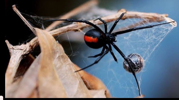 Image for SEA Pest & Termite Solutions with ID of: 4524384