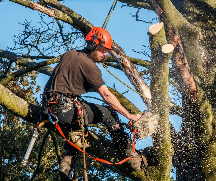 Image for Jacksonville Tree Service LLC with ID of: 4538348