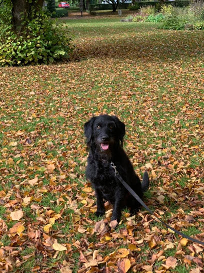 Image for Pup Fiction Pet Services with ID of: 4538667