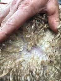 Image for Wool Protein Market Status & Supply Demand | Industry Forecast Report To, 2025 with ID of: 4545255