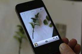 Image for Plant Identification Software Market Status & Supply Demand | Industry Forecast Report To, 2025 with ID of: 4549260