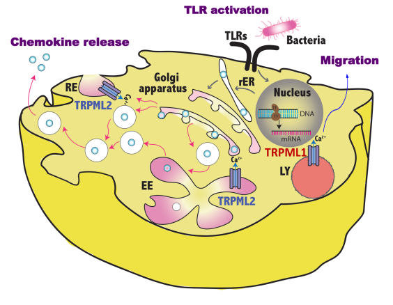 Image for pentapeptido with ID of: 4550503