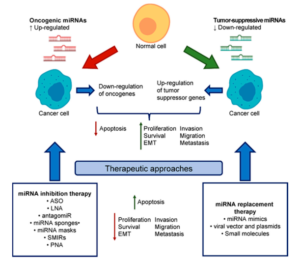 Image for cd20 cd3 bispecific with ID of: 4550529