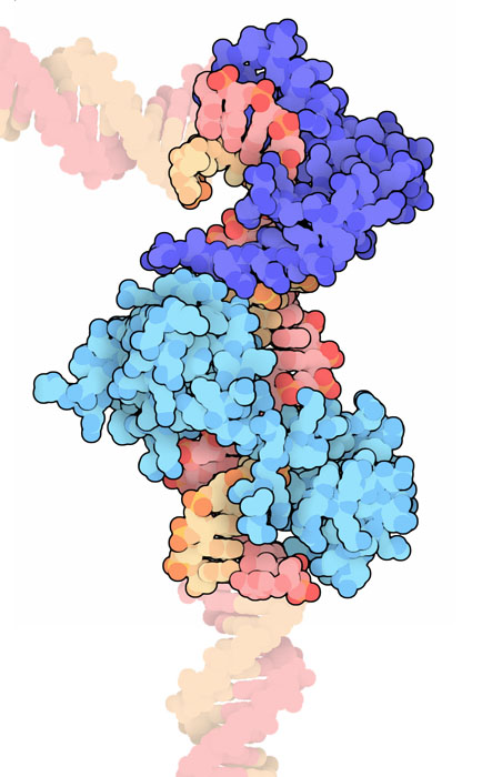 Image for BAP assay with ID of: 4586663