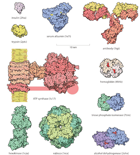 Image for BMP-9 assay with ID of: 4586667
