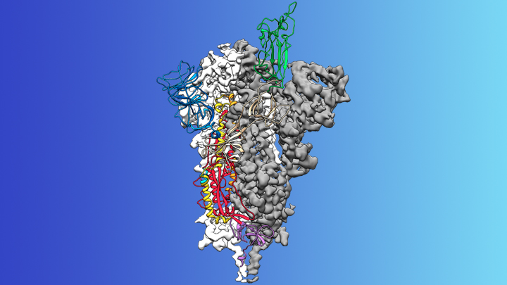 Image for c-MET assay with ID of: 4586696