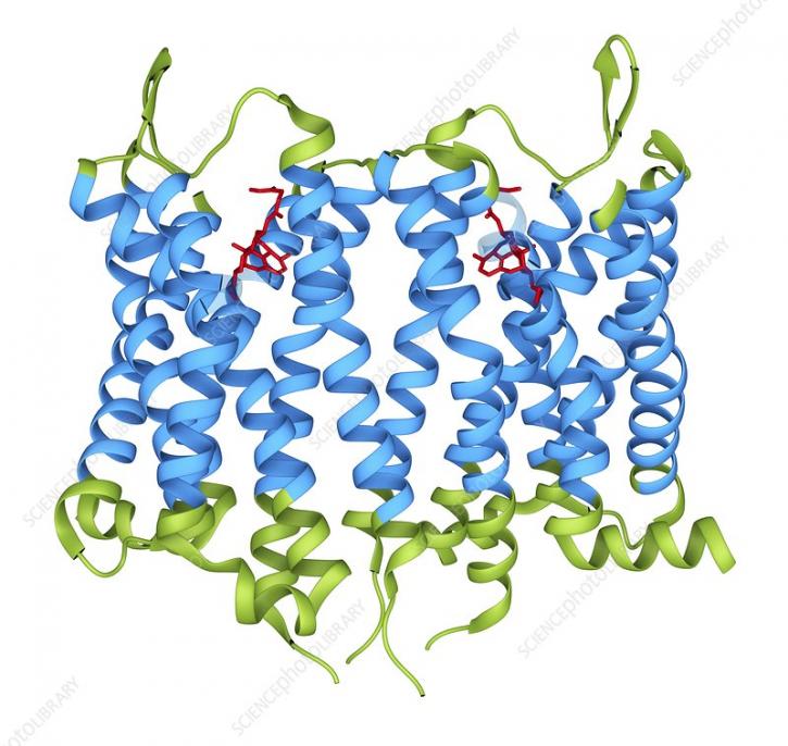 Image for Coronavirus Advanced Genome Mining with ID of: 4587718