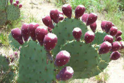 Image for Packaged Cactus Water Market Status & Supply Demand | Industry Forecast Report To, 2025 with ID of: 4602464