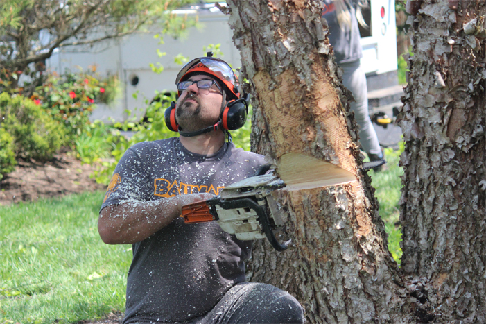 Image for Equipment Used by Tree Care Experts with ID of: 4607577