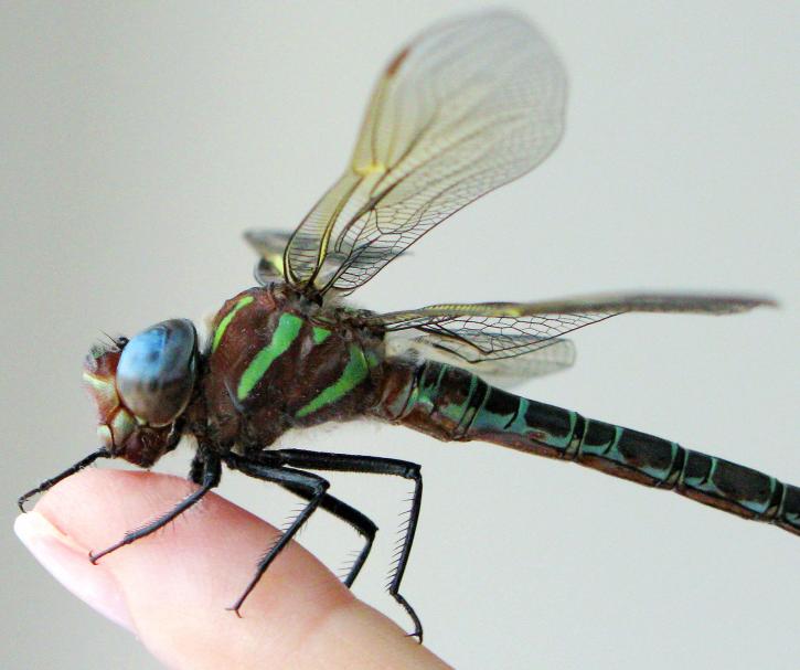 Image for dragonfly with ID of: 46170